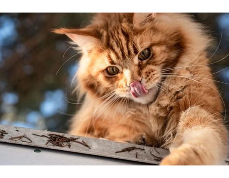 50+Top Female Cat Names That Start With Q