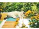 150+Top Female Cat Names That Start With R Cat Names Starting with R
