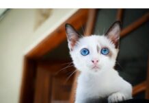 300+Top Female Cat Names That Start With S Cat Names Starting with S