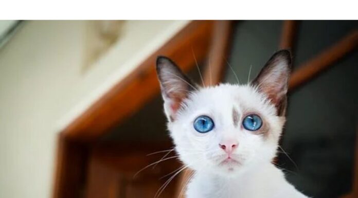 300+Top Female Cat Names That Start With S Cat Names Starting with S
