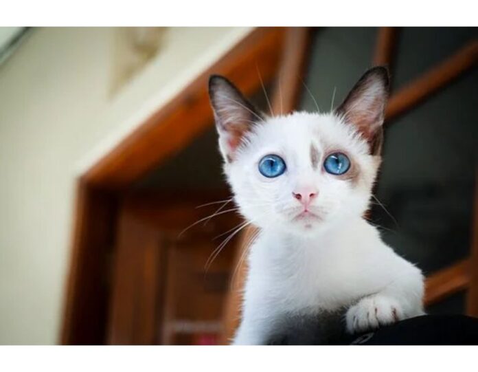 Cat Names Starting with S