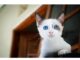 Top 500+ Cat Names Starting with S Cat Names Starting with S