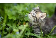 200+Top Female Cat Names That Start With T Cat Names Starting with T