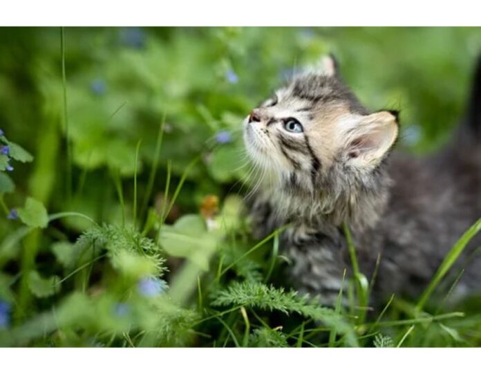 Cat Names Starting with T