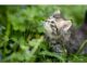 300+Top Male Cat Names That Start With T Cat Names Starting with T