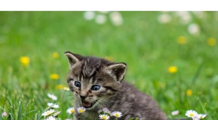 100+Top Female Cat Names That Start With U Cat Names Starting with U