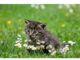 Top 200+ Cat Names Starting with U Cat Names Starting with U