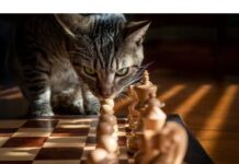 100+Top Female Cat Names That Start With V Cat Names Starting with V