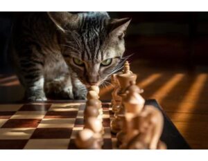 100+Top Female Cat Names That Start With V