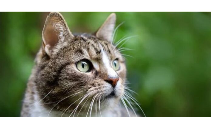100+Top Female Cat Names That Start With W Cat Names Starting with W