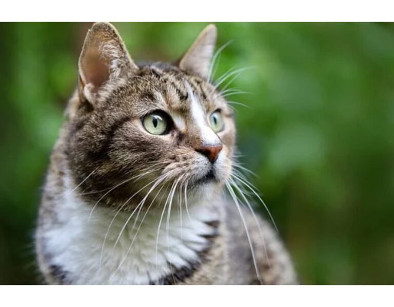 100+Top Female Cat Names That Start With W