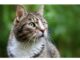 100+Top Male Cat Names That Start With W Cat Names Starting with W