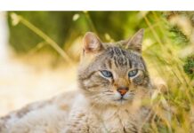 100+Top Female Cat Names That Start With X Cat Names Starting with X