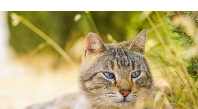 50+Top Male Cat Names That Start With X Cat Names Starting with X