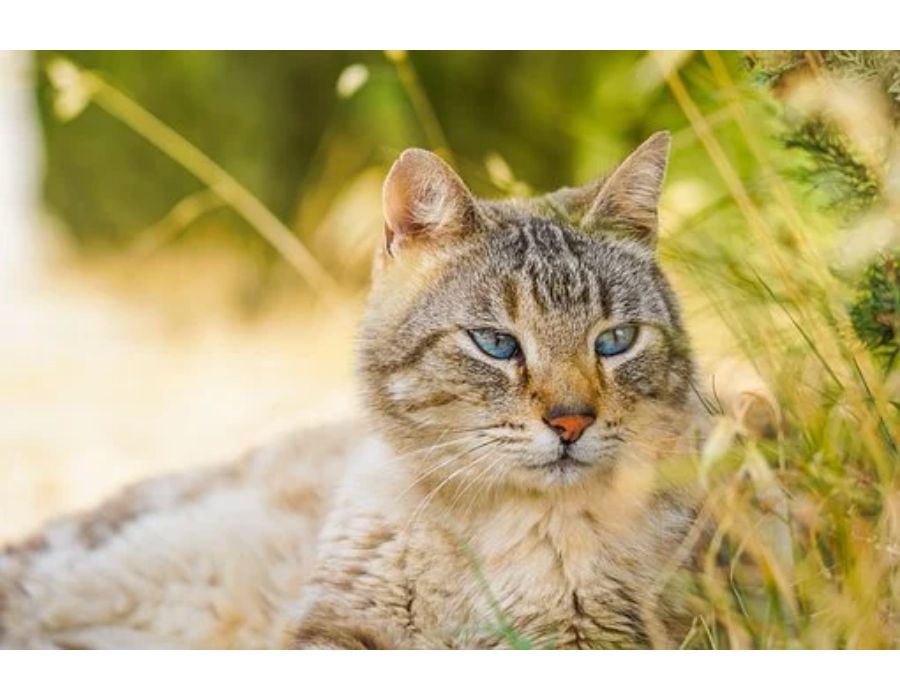 Cat Names Starting with X