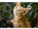 Top 200+ Cat Names Starting with Y Cat Names Starting with Y