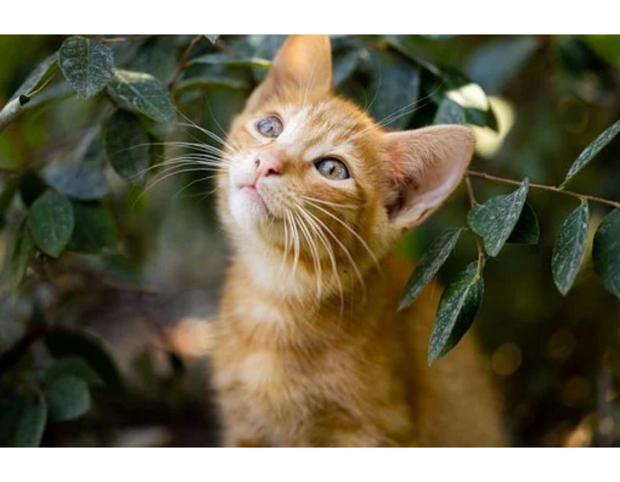 Cat Names Starting with Y