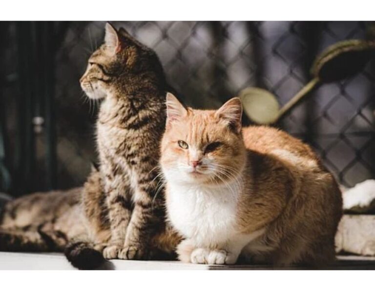 100+Top Female Cat Names That Start With Z