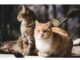 Top 200+ Cat Names Starting with Z Cat Names Starting with Z