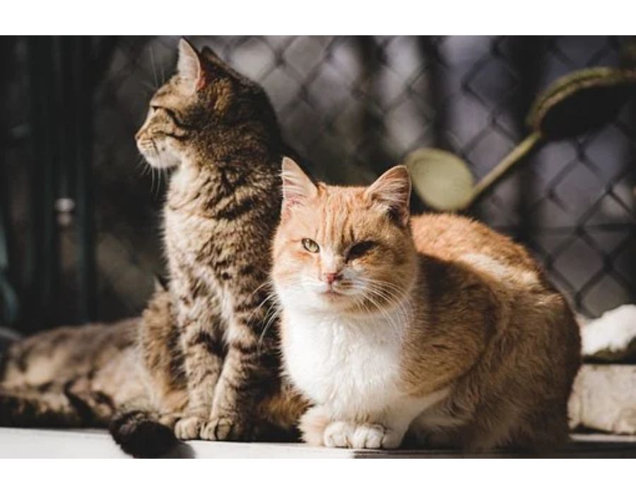 Cat Names Starting with Z