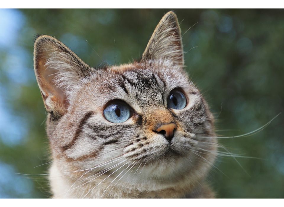 Cute Female Cat Names