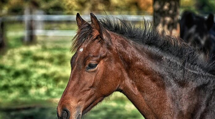 175 Famous Horse Names That Start With B Horse Names That Start With B