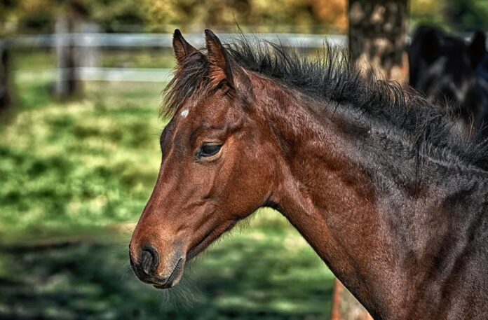 Horse Names That Start With B Horse Names That Start With B