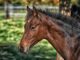 175 Famous Horse Names That Start With B Horse Names That Start With B