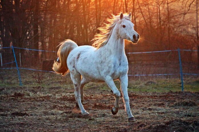 Horse Names That Start With C