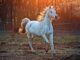 270 Famous Horse Names That Start With C Horse Names That Start With C