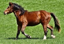 100 Famous Horse Names That Start With D Horse Names That Start With D