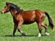 100 Famous Horse Names That Start With D Horse Names That Start With D