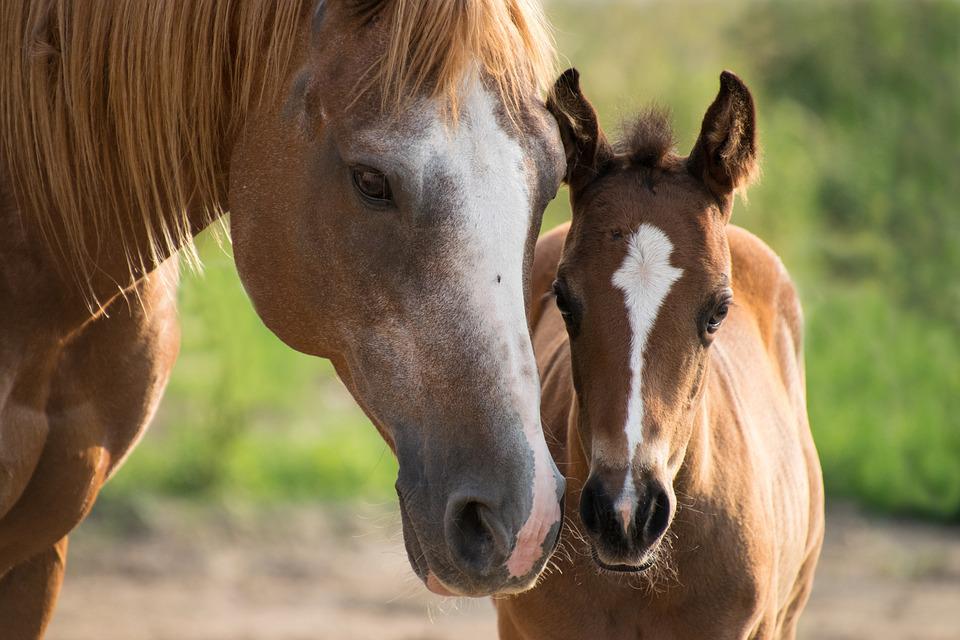 Male & Female Horse Names Starting With A