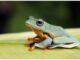 Scientific Names of Frog Scientific Names of Frog