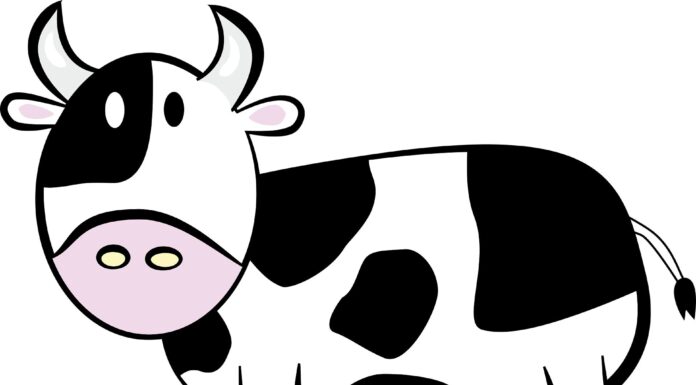 How to Draw a Cow: A Step-by-Step Guide How to Draw a Cow