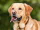 Labrador Retriever Dog Names with Meanings (Male & Female) Labrador Retriever Names