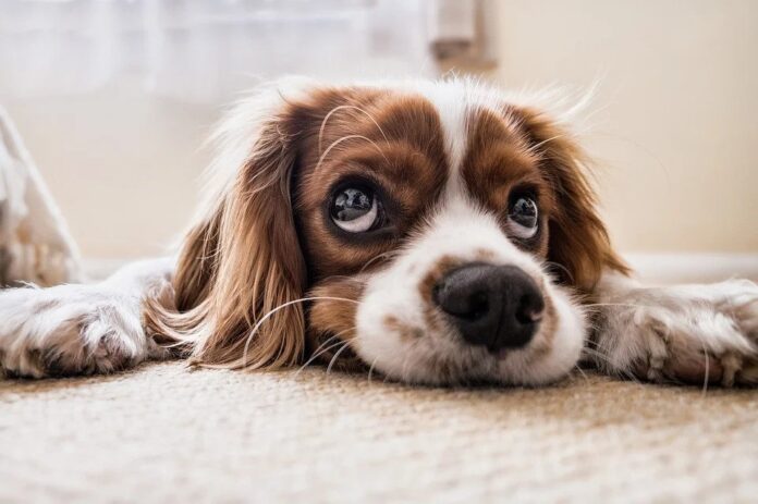 Top Dog Names Starting with A