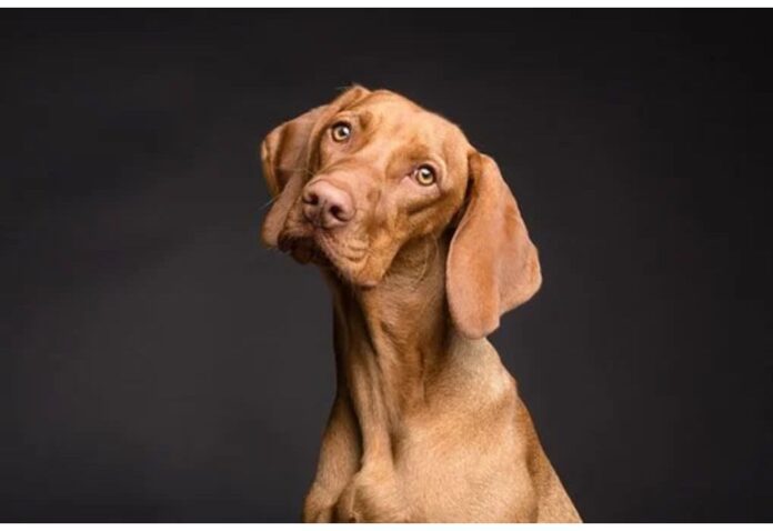 Top Dog Names Starting with D