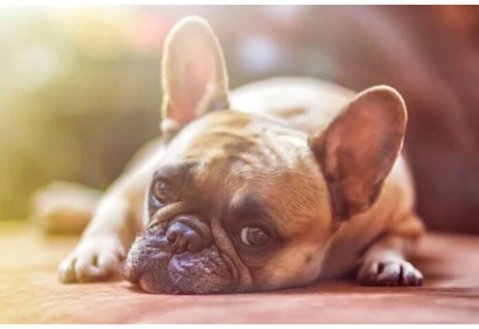 Top Dog Names Starting with F