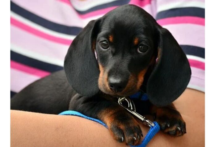 Top Dog Names Starting with G