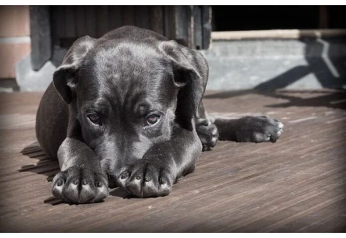 Top Dog Names Starting with I