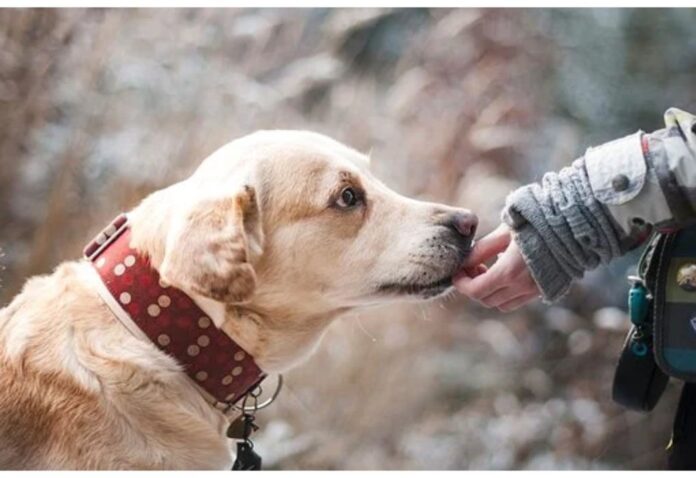 Top Dog Names Starting with J