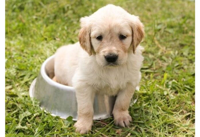 Top Dog Names Starting with L