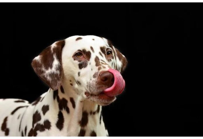 Top Dog Names Starting with N