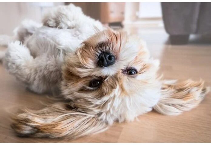 Top Dog Names Starting with R