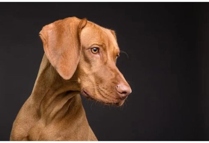Top Dog Names Starting with S