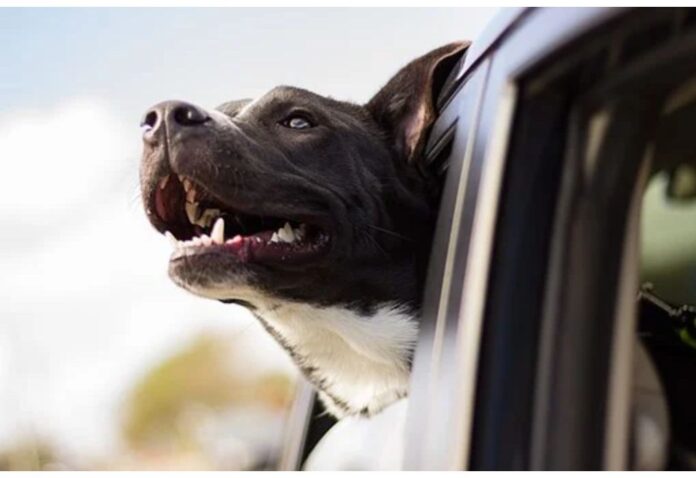 Top Dog Names Starting with T