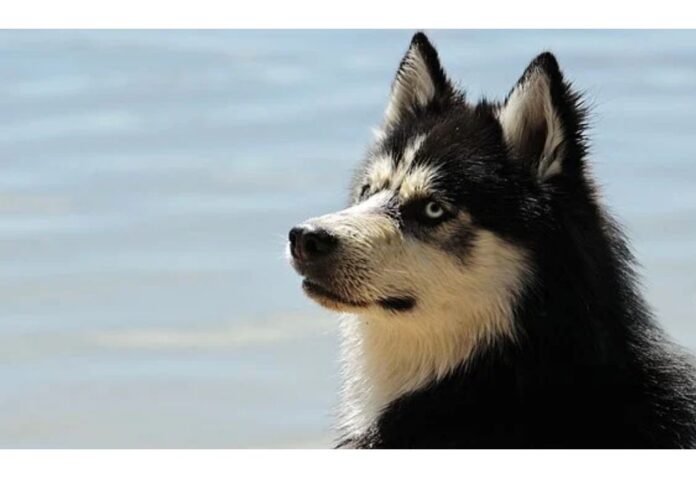 Top Dog Names Starting with U