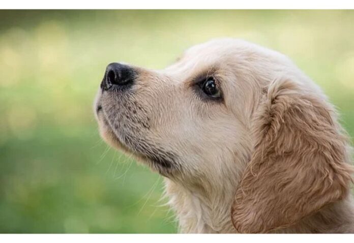 Top Dog Names Starting with V