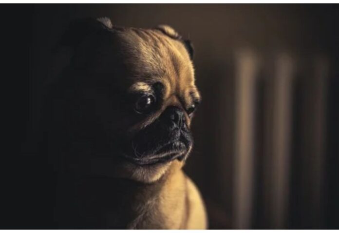 Top Dog Names Starting with W